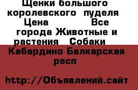 Щенки большого (королевского) пуделя › Цена ­ 25 000 - Все города Животные и растения » Собаки   . Кабардино-Балкарская респ.